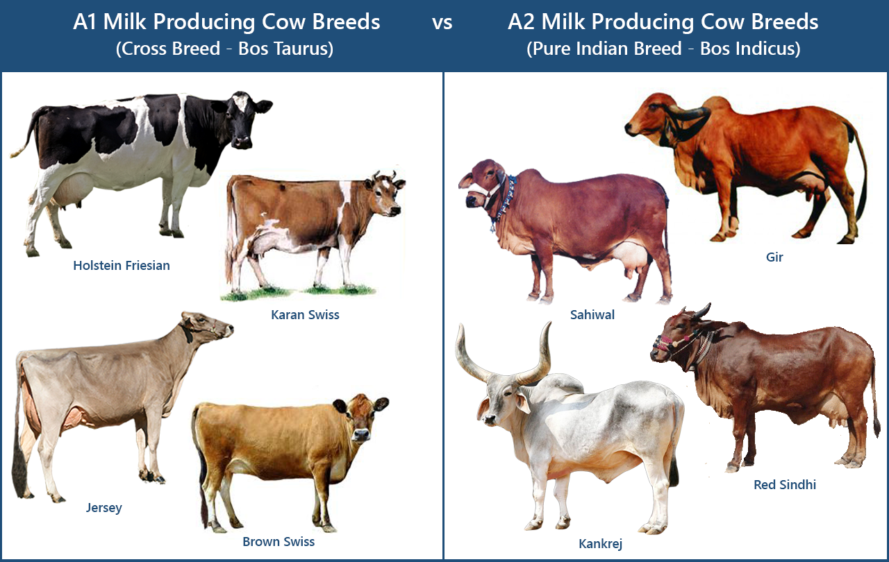 Shreshtha Farms A2 Milk